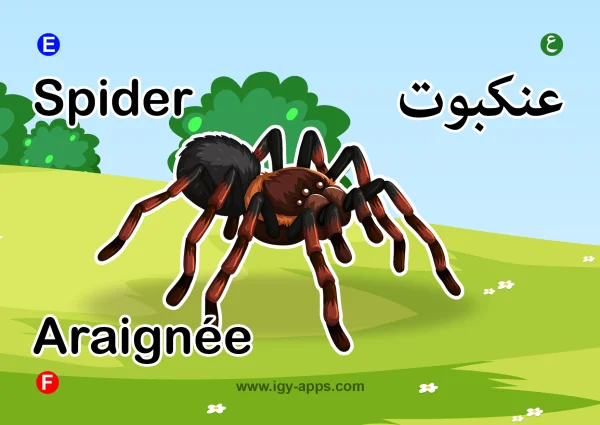 Spider — عنكبوت
