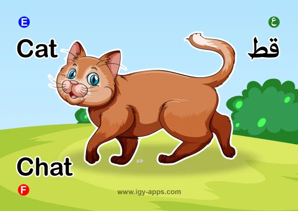 Cat — قطة