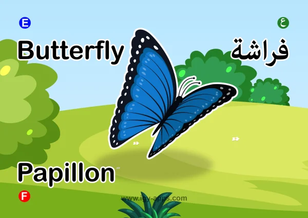 Butterfly — فراشة