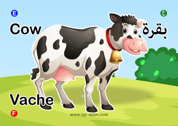 Cow — بقرة