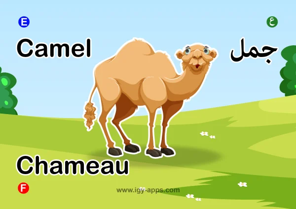Camel — جمل