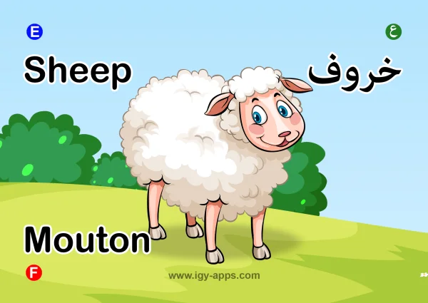 Sheep — خروف