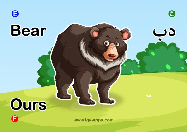Bear — دب