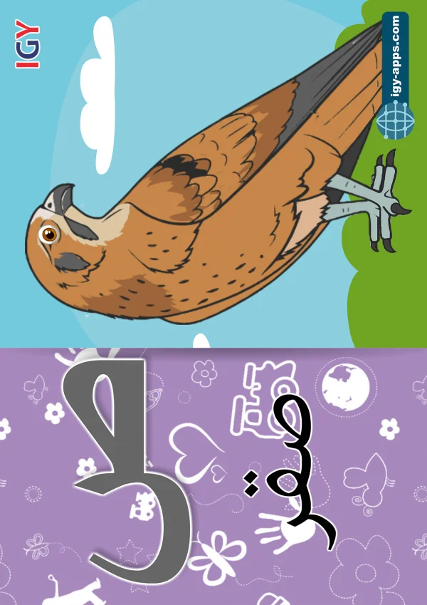 Falcon — صقر — Letter ص