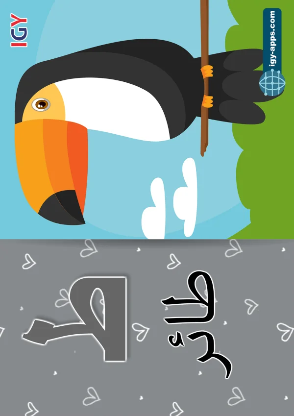 Bird — طائر — Letter ط