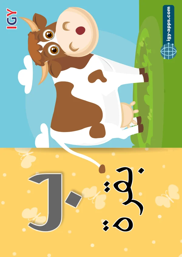 Cow — بقرة — Letter ب