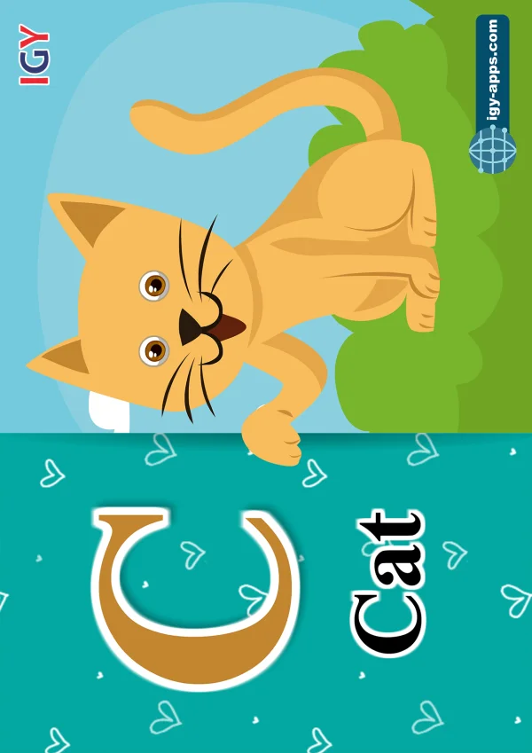 Cat — قطة — Letter C