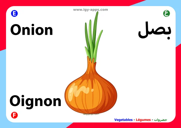 Onion — بصل