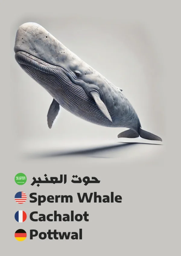 Sperm Whale — حوت العنبر