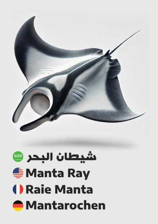 Manta Ray — شيطان البحر
