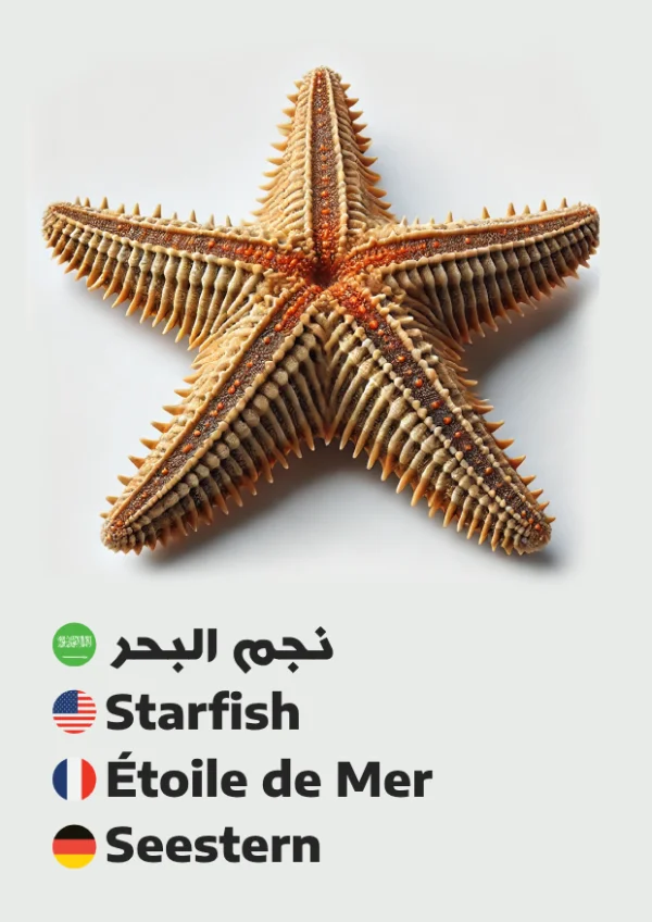 Starfish — نجم البحر