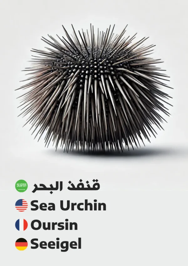 Sea Urchin — قنفذ البحر