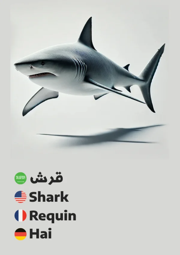 Shark — قرش