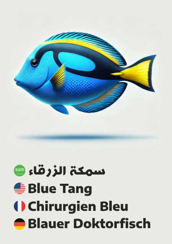 Blue Tang — سمكة زرقاء