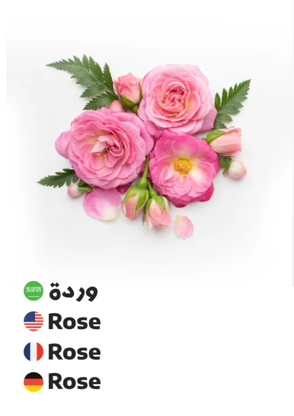 Rose — وردة