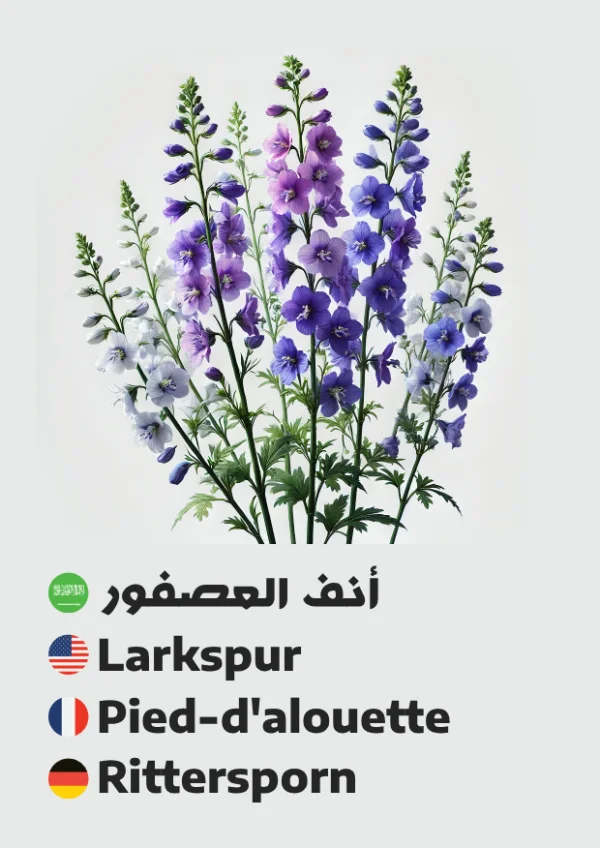 Larkspur — أنف العصفور