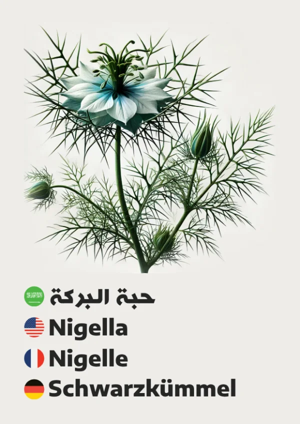 Nigella — حبة البركة