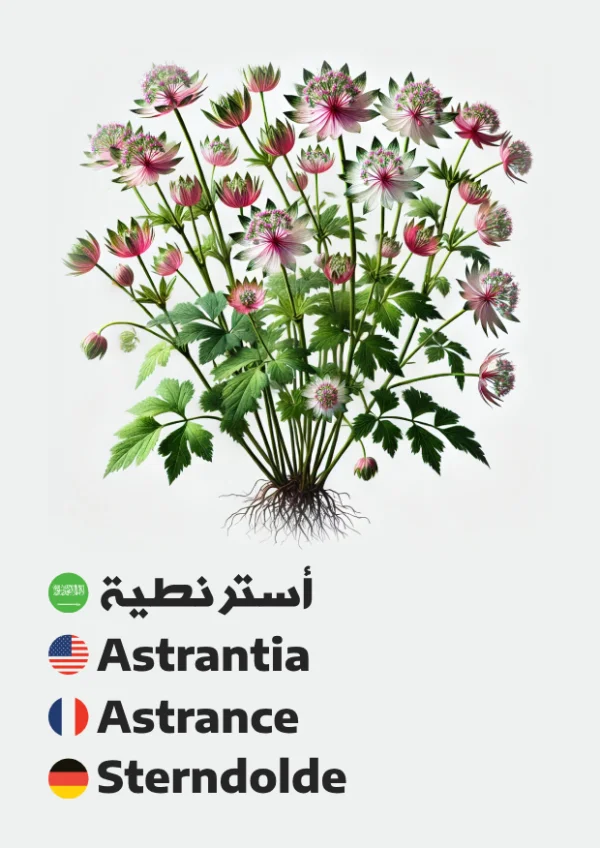 Astrantia — أسترنطية