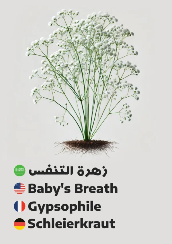 Baby’s Breath — زهرة التنفس