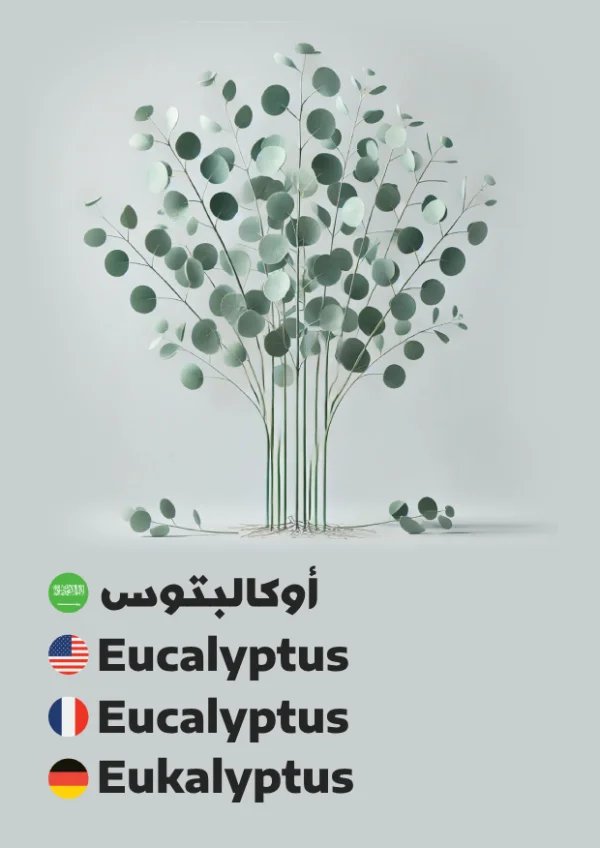 Eucalyptus — أوكالبتوس