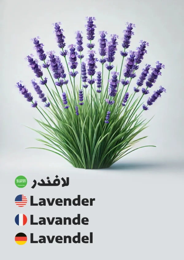 Lavender — لافندر