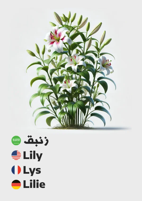 Lily — زنبق