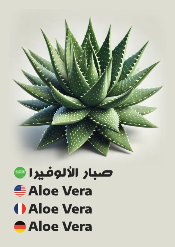 Aloe Vera — صبار الألوفيرا