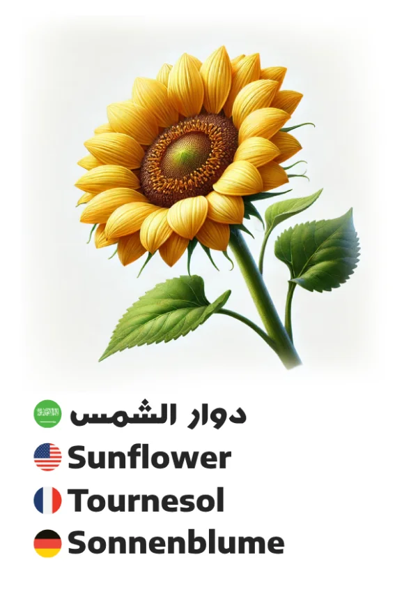 Sunflower — دوار الشمس