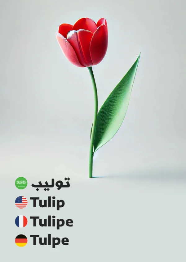 Tulip — توليب