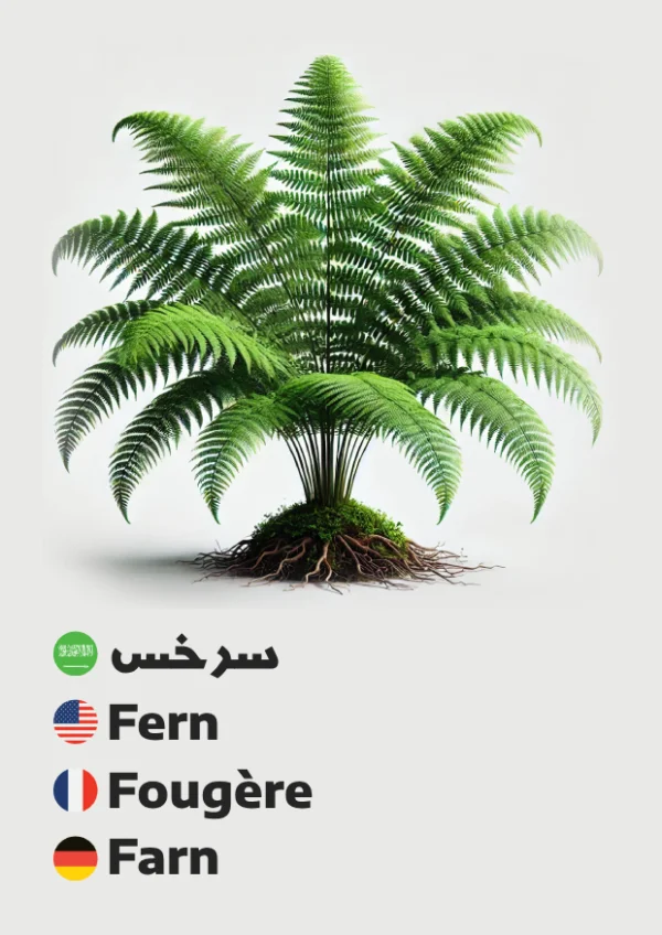 Fern — سرخس