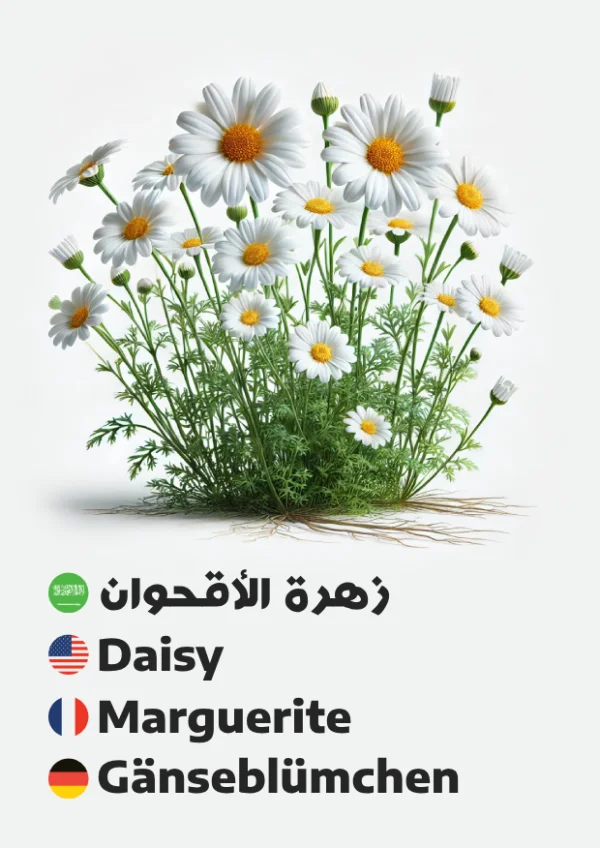 Daisy — زهرة الأقحوان