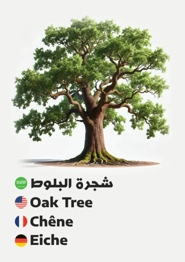 Oak Tree — شجرة البلوط