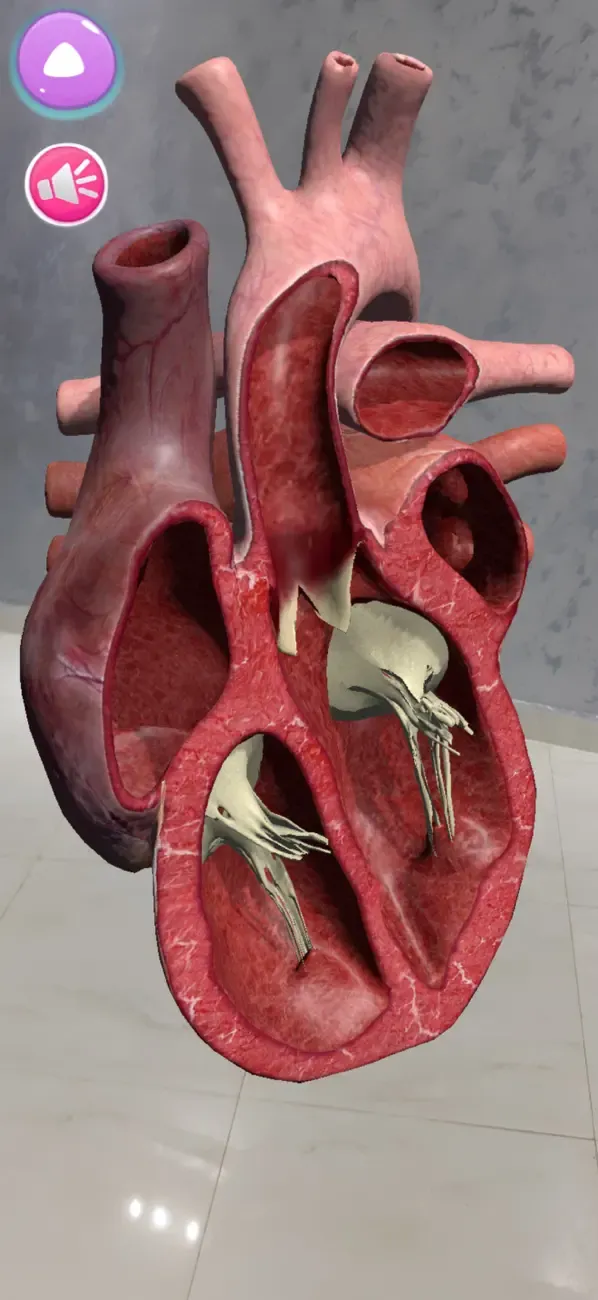 Human Anatomy AR 4D — 3