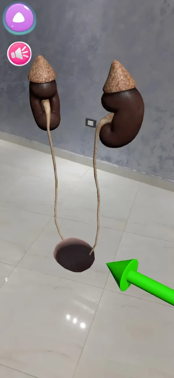 Human Anatomy AR 4D — 5