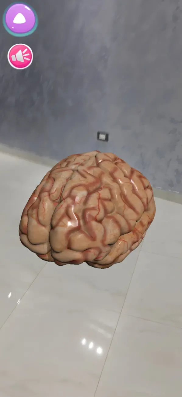 Human Anatomy AR 4D — 6
